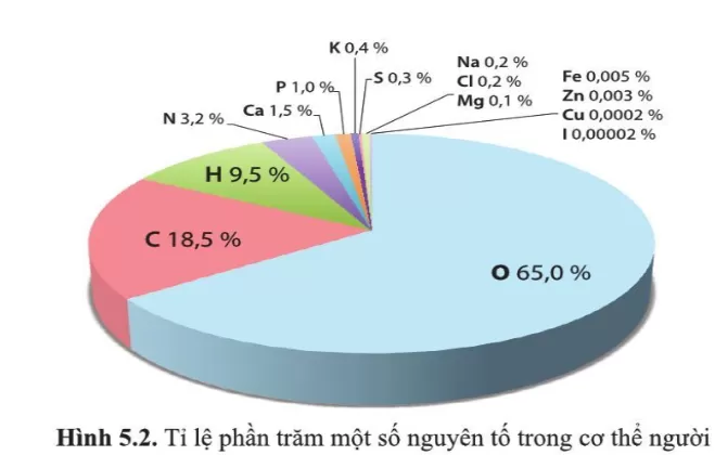 Cho biết mỗi nguyên tố trong hình 5.2 thuộc nhóm nguyên tố đại lượng hay vi lượng. Tổng tỉ lệ phần trăm của các nguyên tố C, H, O, N là bao nhiêu và tỉ lệ này có ý nghĩa gì? (ảnh 1)