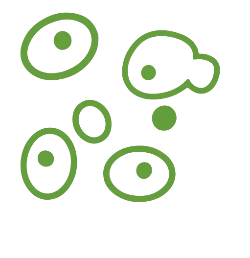 Công Ty chiết xuất nấm men M-Yeast