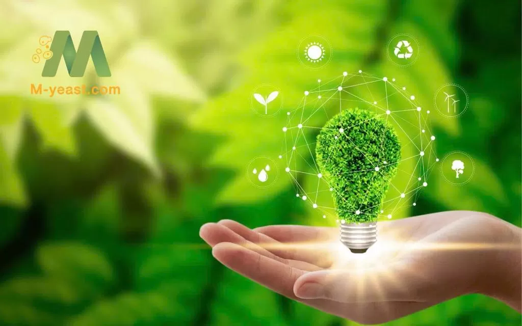 Công Ty chiết xuất nấm men M-Yeast