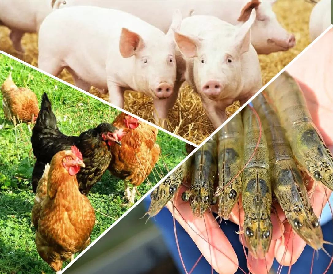 ỨNG DỤNG TRONG THỨC ĂN CHĂN NUÔI