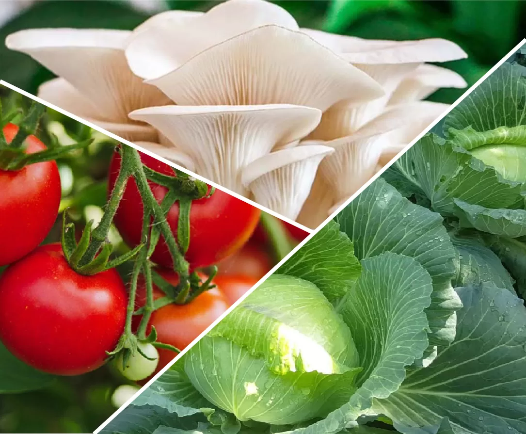 ỨNG DỤNG TRONG TRỒNG TRỌT