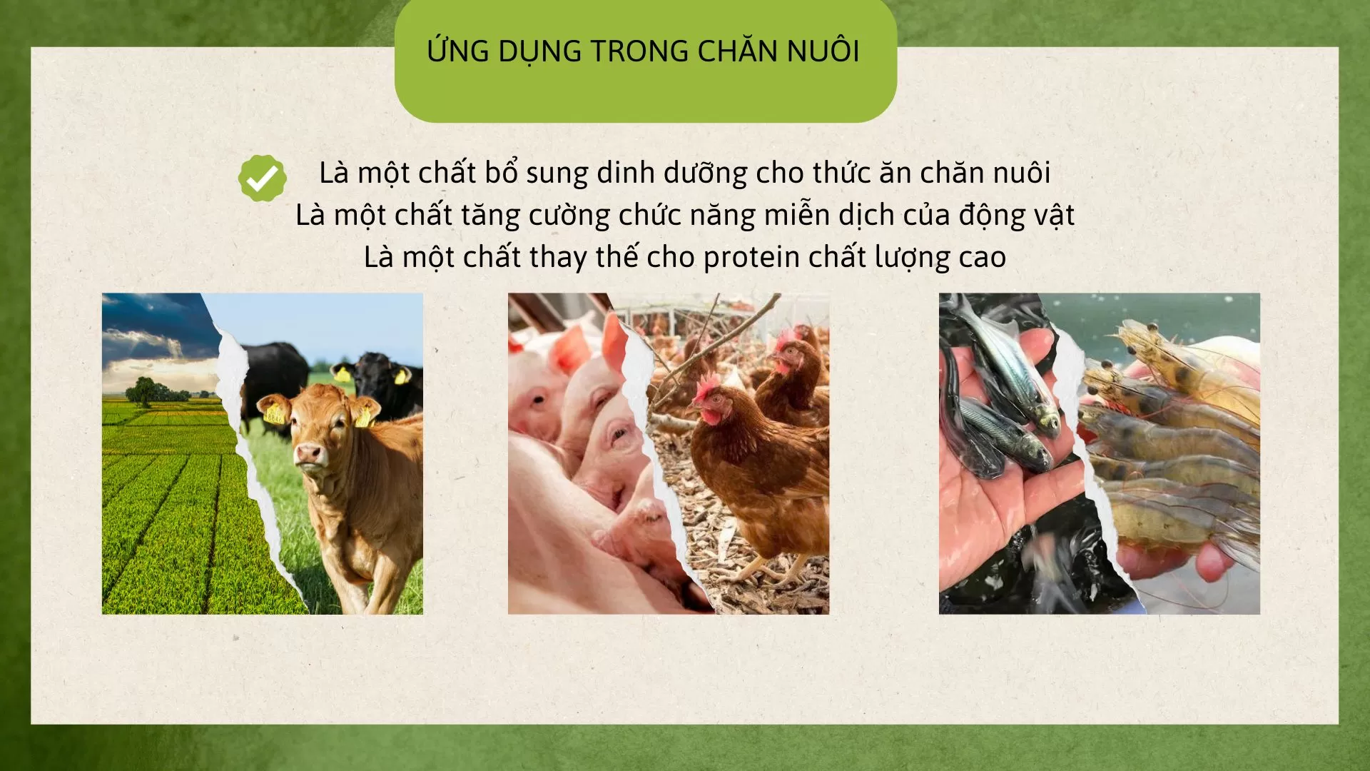 ỨNG DỤNG TRONG THỨC ĂN CHĂN NUÔI